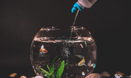 9 个最重要的鱼缸配件