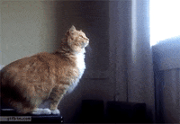 Gatto fallito GIF