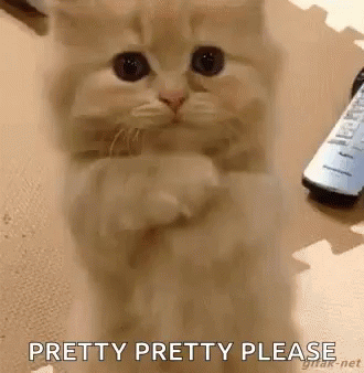 Cat Please GIF autorstwa swerk — Znajdź i udostępnij na GIPHY