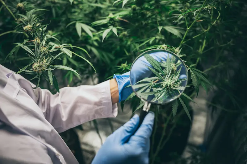 マリファナのソ