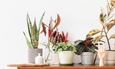 유지 관리가 적은 실내 식물을 집 장식에 통합하는 방법
