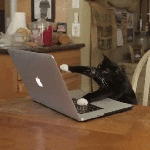 Gifs de vídeo. Um gato está sentado em uma mesa em frente a um laptop, batendo seus bracinhos no teclado como se estivesse digitando furiosamente.