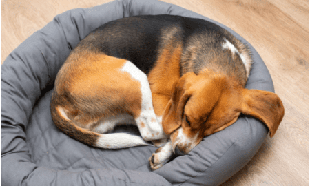 Arten von Hundeschlafpositionen und was sie bedeuten