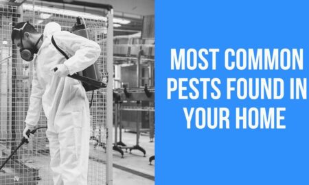 สัตว์รบกวนที่พบบ่อยที่สุดในบ้านของคุณ