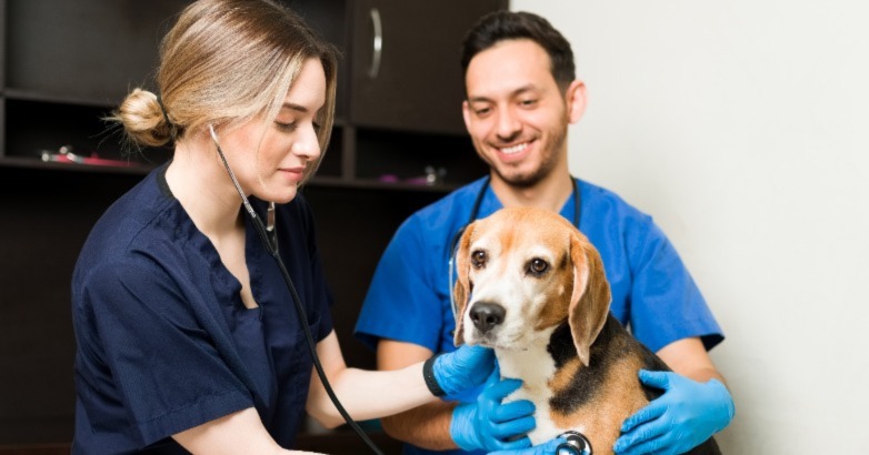 يقوم فريق من الأطباء البيطريين بعلاج كلب من مصمم أزياء جديد تم الحصول عليه بعد بعض الاستثمارات في تحسين محركات البحث.