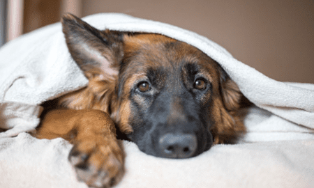 HI-PET이 다른 동물보다 더 나은 애완 동물의 요구 사항을 충족하는 데 어떻게 도움이 됩니까?