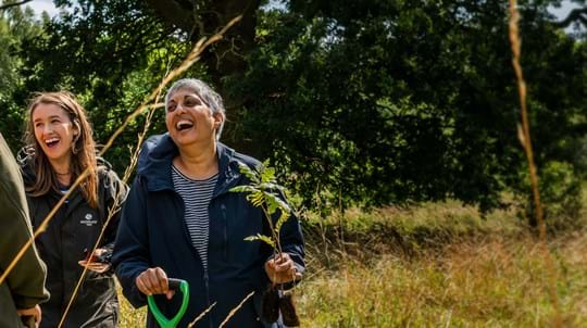 أمانة الغابة