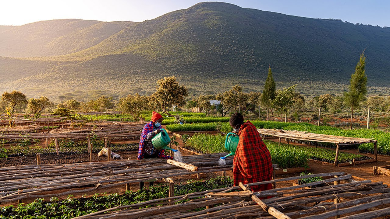 مشاريع عدن-تشجير