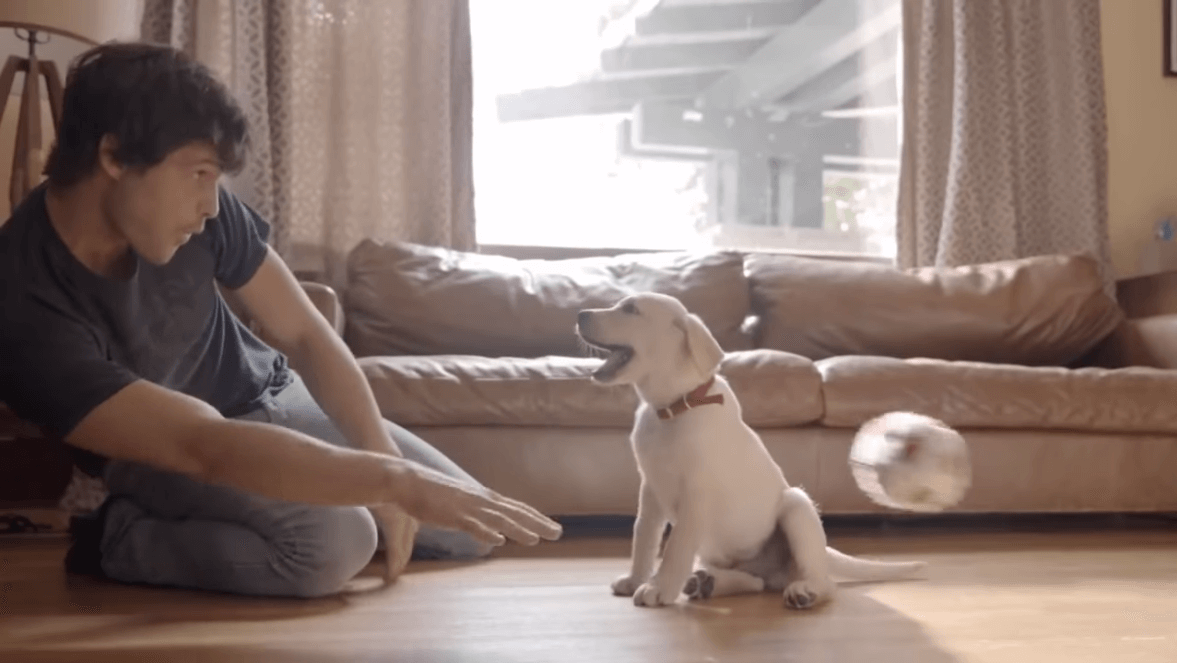 nu-bea-și-conduce-budweiser