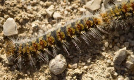 Опасности Processionary Caterpillar: что вам нужно знать