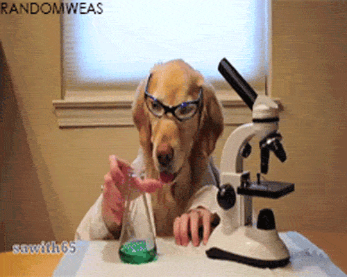 Hundechemie GIF