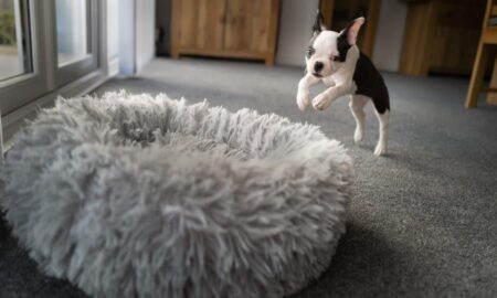 Manfaat Tempat Tidur Hewan Peliharaan yang Menenangkan: Bagaimana Mereka Dapat Membantu Anjing Anda Tidur Lebih Baik