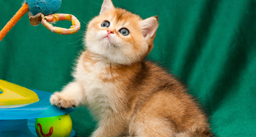 giocattoli per animali domestici