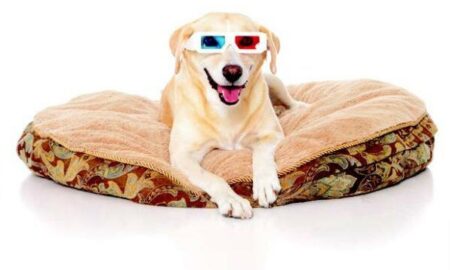 Köpeğinizin Şimdi İzlemek İsteyeceği Filmler