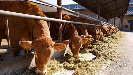 ฟาร์มในเมือง