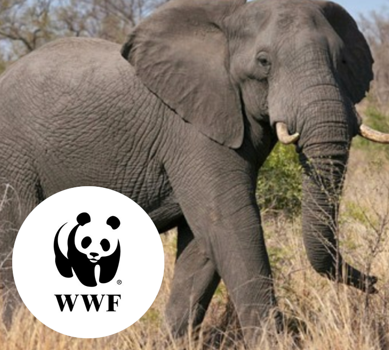 Charytatywne alternatywy