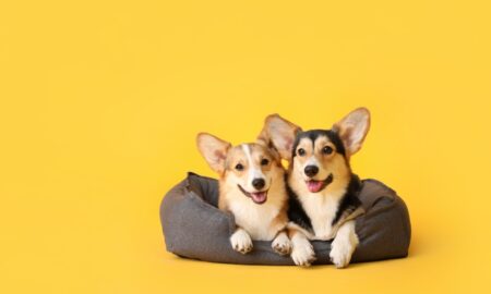 Auswahl des perfekten Hundebetts in Singapur