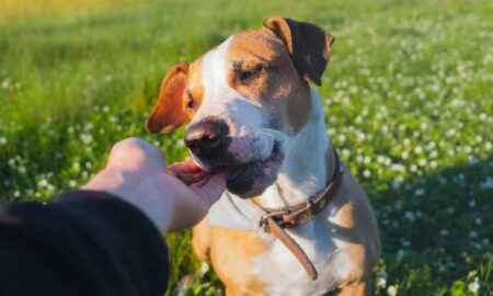 10 avantages des friandises hypoallergéniques pour chiens