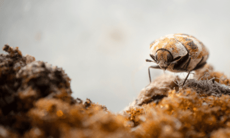 有效的甲蟲治療：保護您的空間免受侵擾：保護您的空間免受侵擾