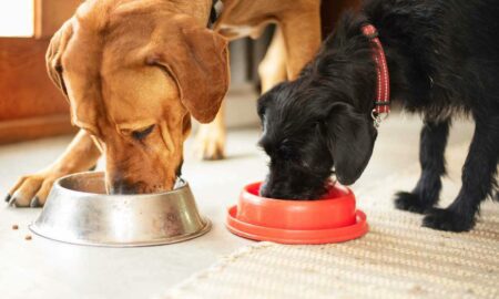 9 อาหารสุนัขที่ดีที่สุดสำหรับพิทบูลปี 2023—แนวทางปฏิบัติขั้นสูงสุดสำหรับ