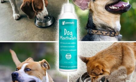 Pawsafe Köpek Gargarası İncelemeleri (YENİ GÜNCELLENDİ): Bunu Okuyana kadar Pawsafe Gargara Satın Almayın.