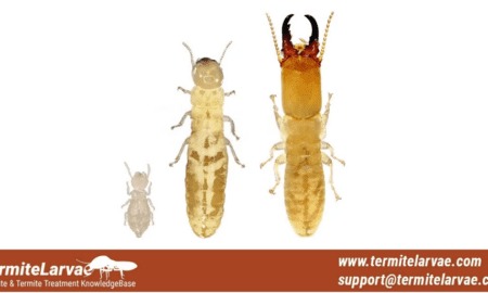 Termit Larvaları Neye benziyor?