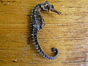 Hippocampes séchés : l’énigme écologique, éthique et médicinale