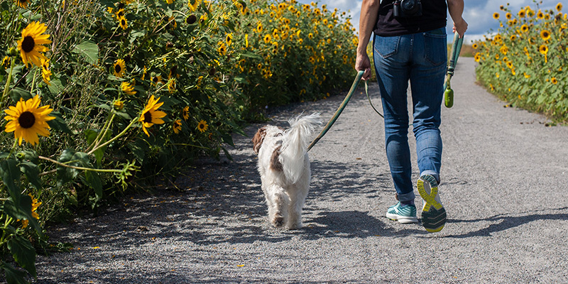 田舎道で​​白い犬を散歩させる男性